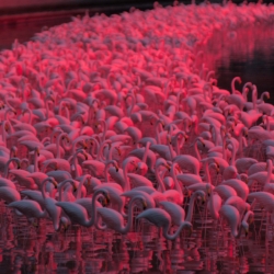 Plastic Flamingoes